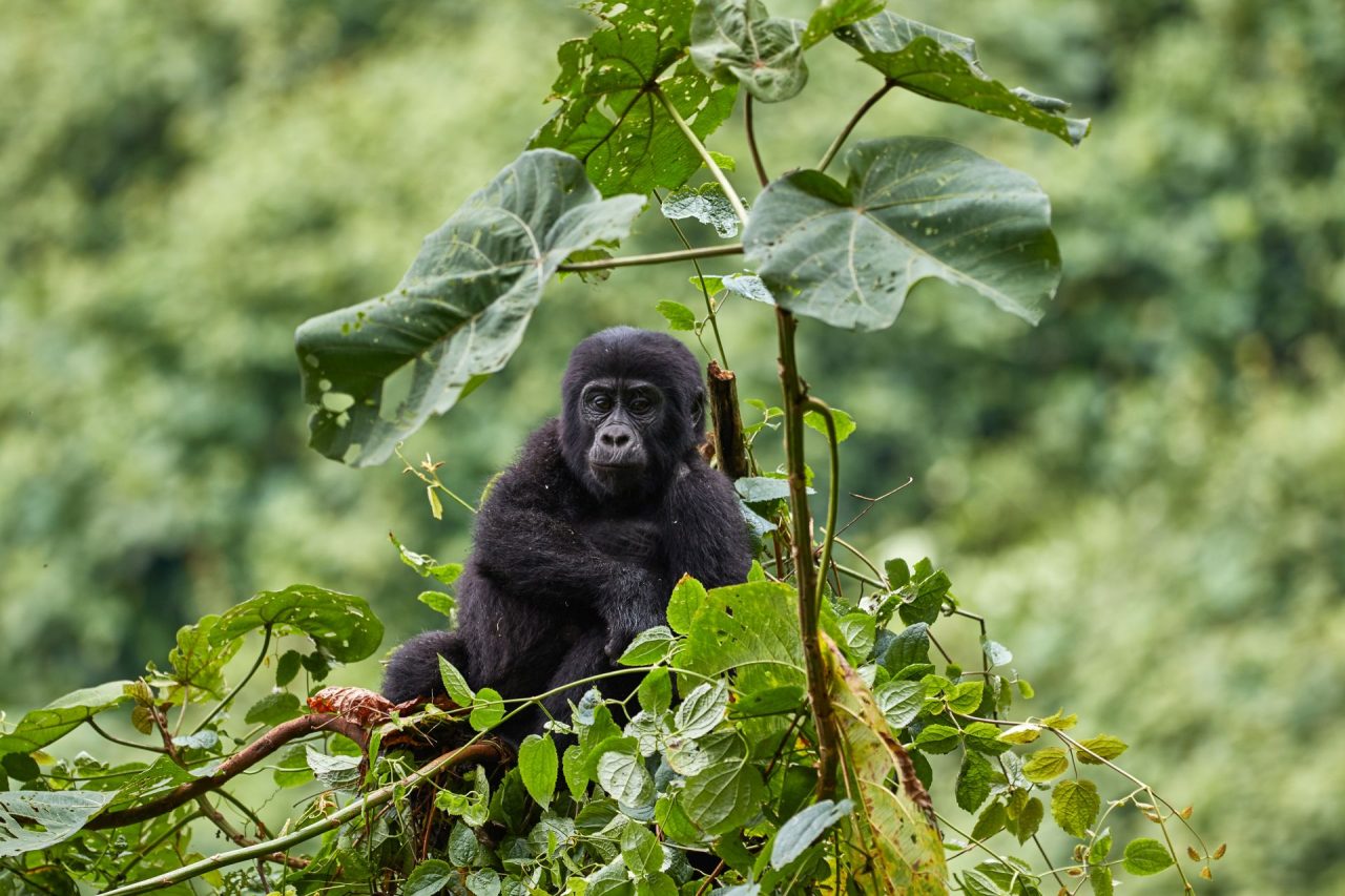 bwindi gorilla trekking tours